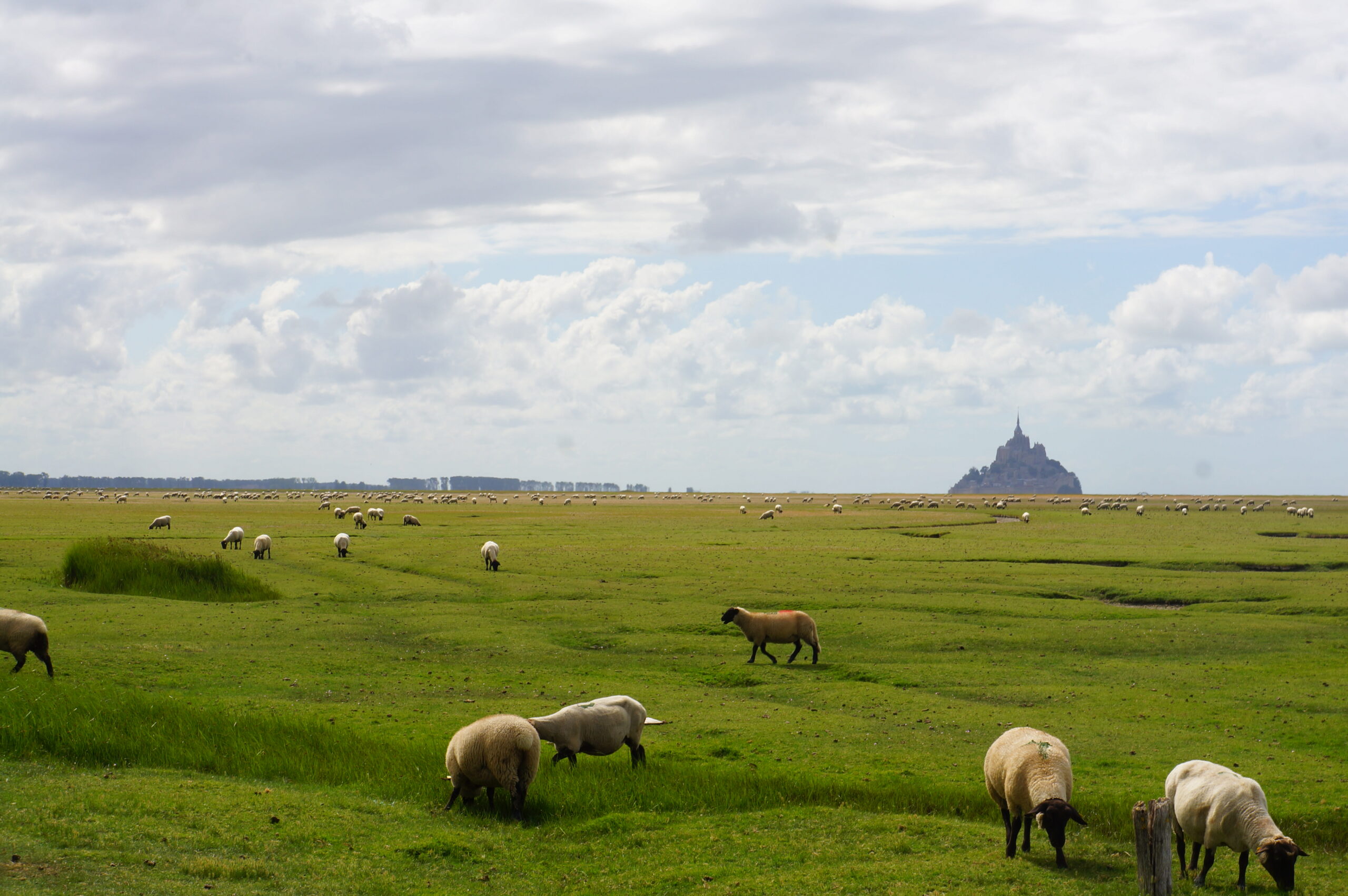 The Gastronomy of Normandy : Salted lambs from Mont Saint Michel